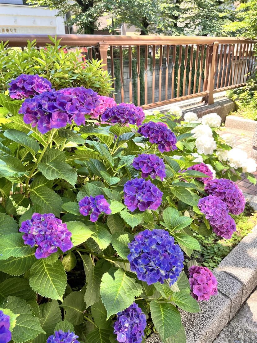 Flowers along the riverside path on the day we visited
